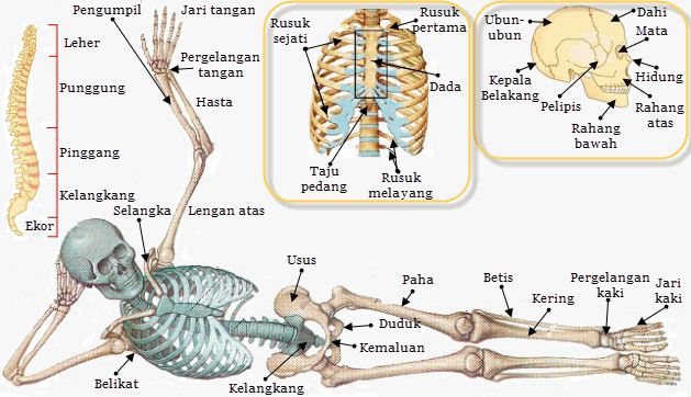 Detail Gambar Rangka Badan Manusia Nomer 46