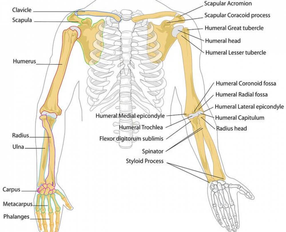 Detail Gambar Rangka Badan Manusia Nomer 52