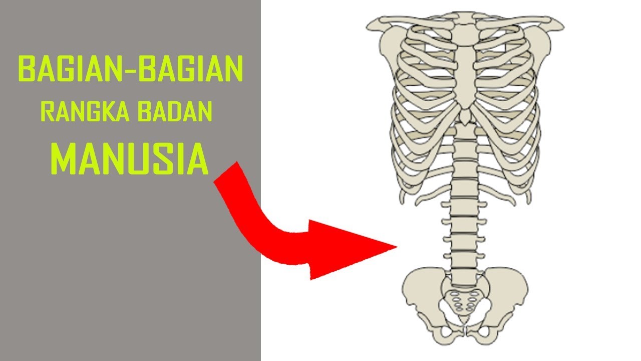 Detail Gambar Rangka Badan Manusia Nomer 8