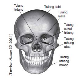 Detail Gambar Rangka Kepala Manusia Nomer 15