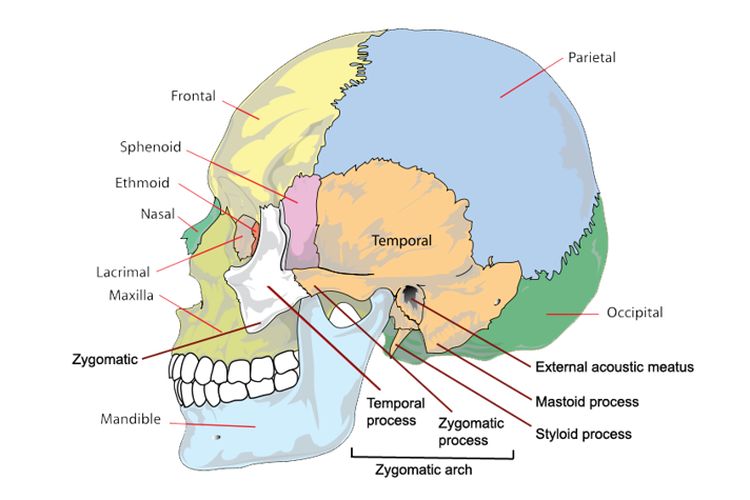 Detail Gambar Rangka Kepala Manusia Nomer 4