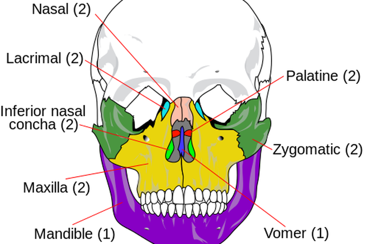 Detail Gambar Rangka Kepala Manusia Nomer 33