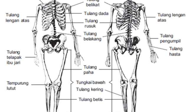 Detail Gambar Rangka Kepala Manusia Nomer 40