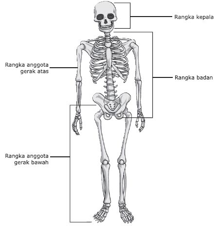 Detail Gambar Rangka Kepala Manusia Nomer 42