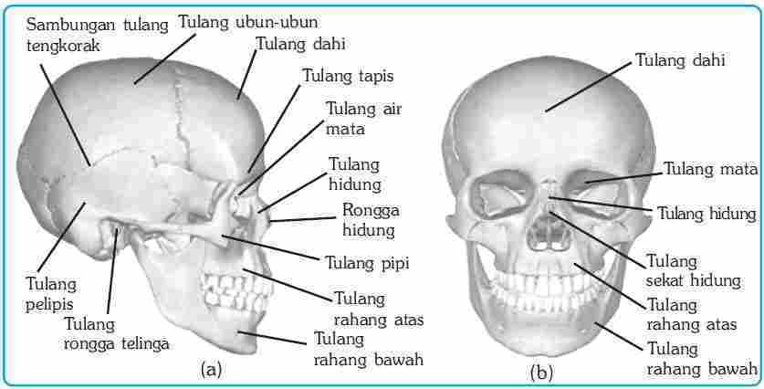 Detail Gambar Rangka Kepala Manusia Nomer 51