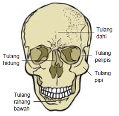 Detail Gambar Rangka Kepala Manusia Nomer 8