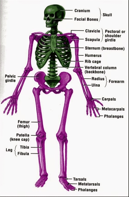 Detail Gambar Rangka Manusia Nomer 19