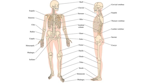 Detail Gambar Rangka Manusia Nomer 23