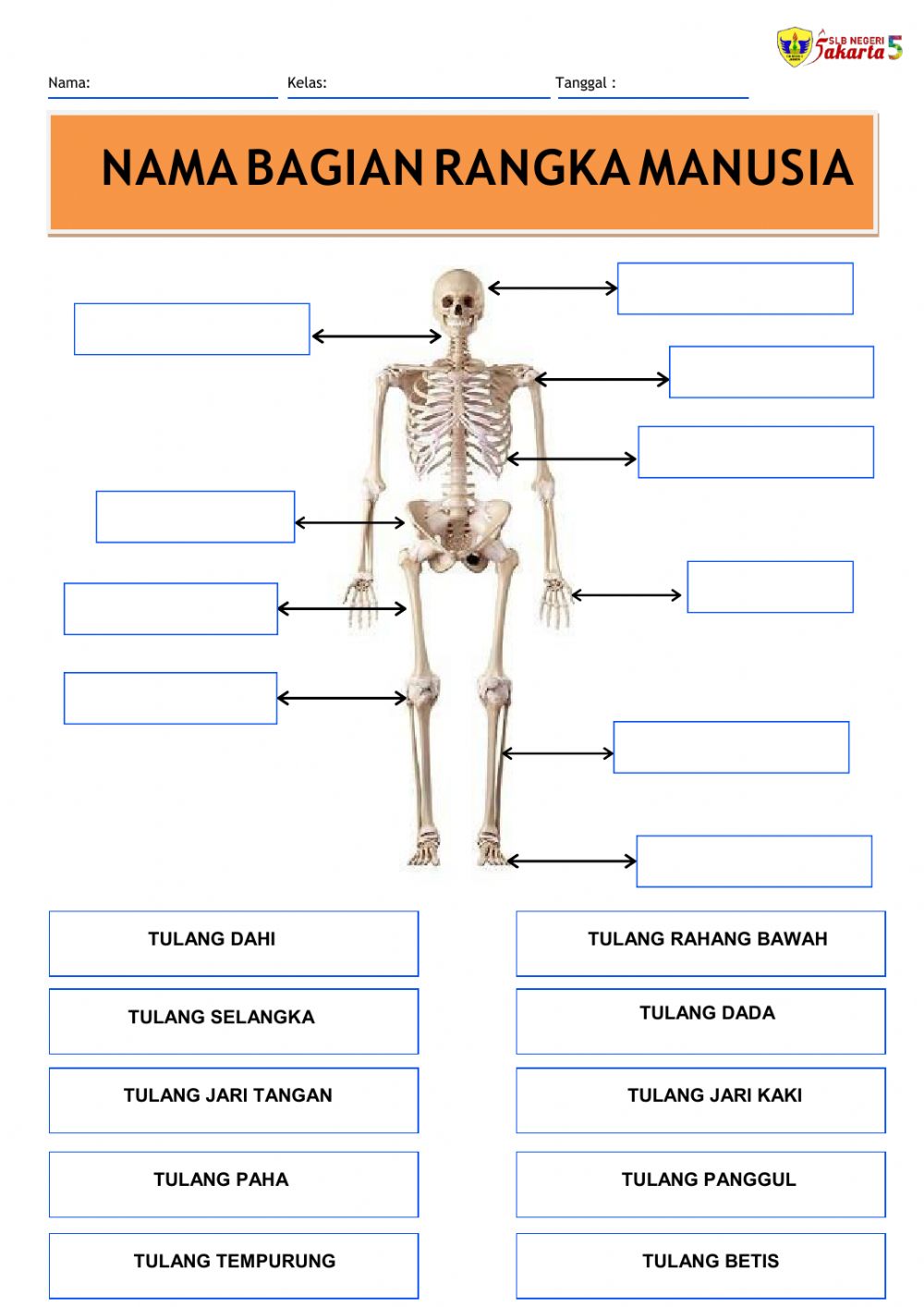 Detail Gambar Rangka Manusia Nomer 6