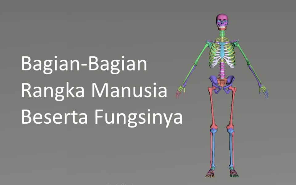 Detail Gambar Rangka Manusia Beserta Keterangannya Nomer 27