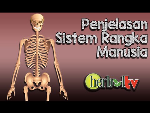 Detail Gambar Rangka Manusia Beserta Keterangannya Nomer 43