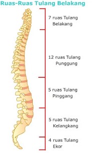 Detail Gambar Rangka Manusia Beserta Keterangannya Nomer 44