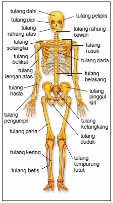 Gambar Rangka Manusia Dan Fungsinya - KibrisPDR