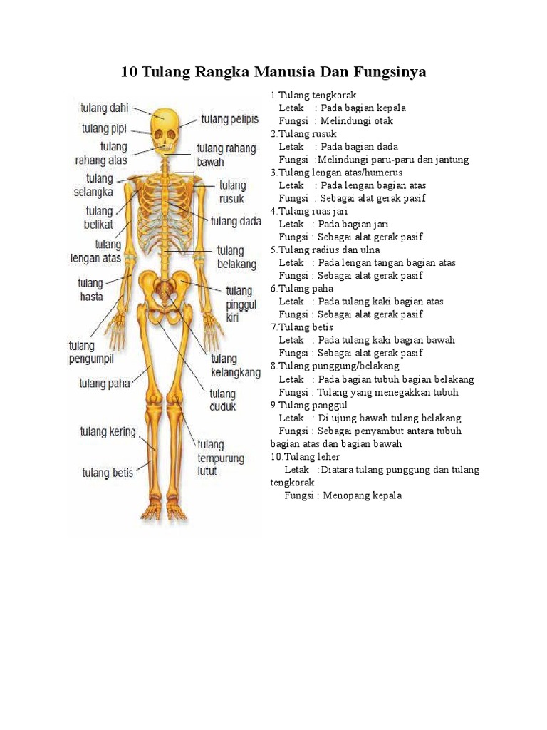 Detail Gambar Rangka Manusia Dan Fungsinya Nomer 18