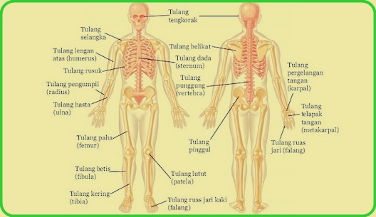 Detail Gambar Rangka Manusia Dan Fungsinya Nomer 24