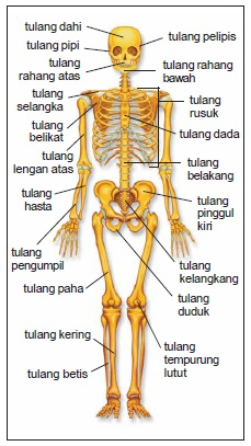 Gambar Rangka Manusia Dan Keterangannya - KibrisPDR