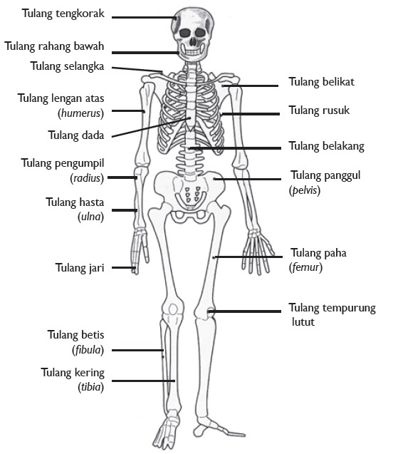 Detail Gambar Rangka Manusia Dan Keterangannya Nomer 17