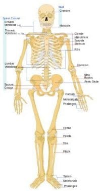 Detail Gambar Rangka Manusia Dan Keterangannya Nomer 3