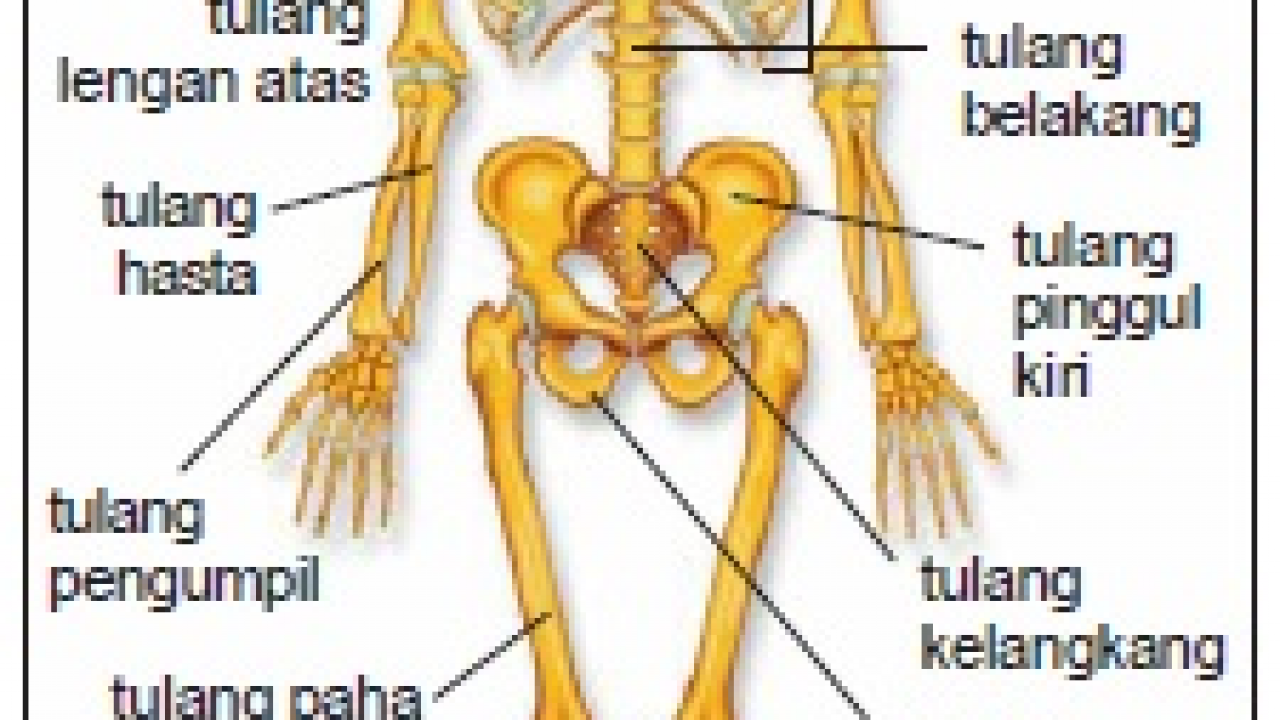 Detail Gambar Rangka Manusia Dan Keterangannya Nomer 28