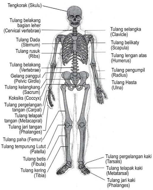 Detail Gambar Rangka Manusia Dan Keterangannya Nomer 4