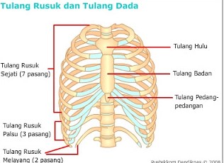 Detail Gambar Rangka Manusia Dan Keterangannya Nomer 34