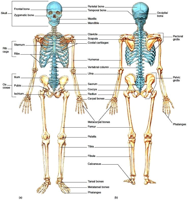 Detail Gambar Rangka Manusia Dan Keterangannya Nomer 56