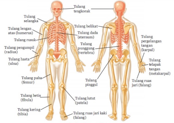 Detail Gambar Rangka Manusia Dan Keterangannya Nomer 9