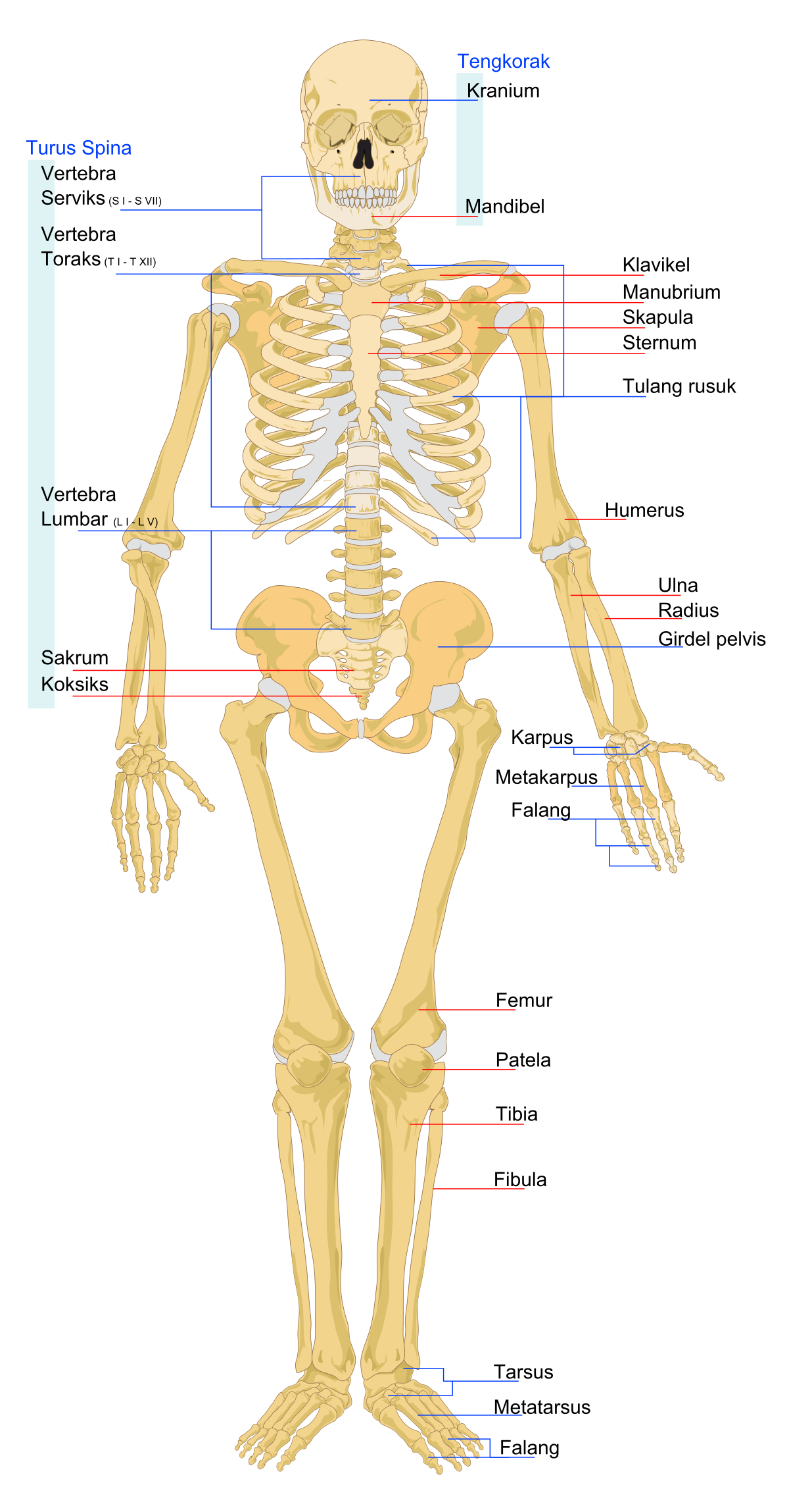 Detail Gambar Rangka Manusia Dan Namanya Nomer 13