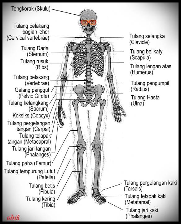 Detail Gambar Rangka Manusia Dan Namanya Nomer 16