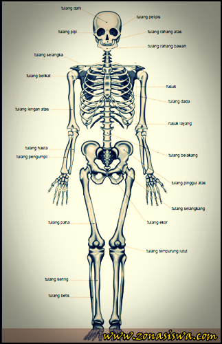 Detail Gambar Rangka Manusia Dan Namanya Nomer 26