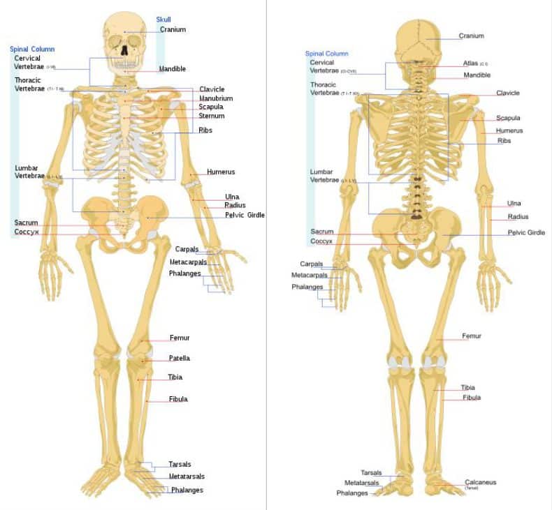 Detail Gambar Rangka Manusia Dan Namanya Nomer 43