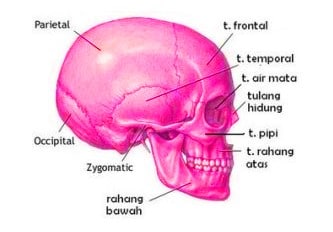 Detail Gambar Rangka Manusia Dan Namanya Nomer 49