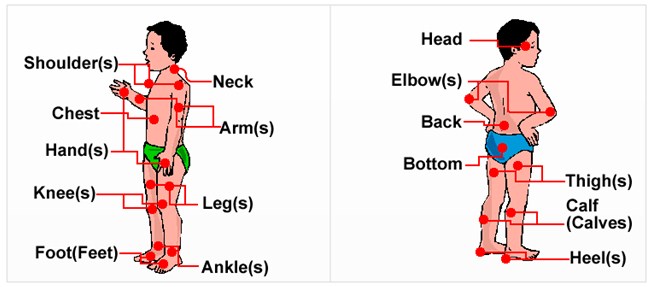 Detail Gambar Rangka Manusia Keterangan Dalam English Nomer 2