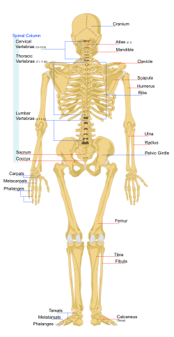 Detail Gambar Rangka Manusia Keterangan Dalam English Nomer 3