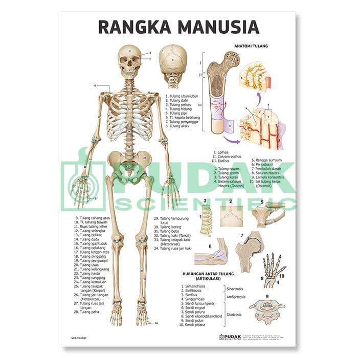 Detail Gambar Rangka Manusia Lengkap Nomer 24