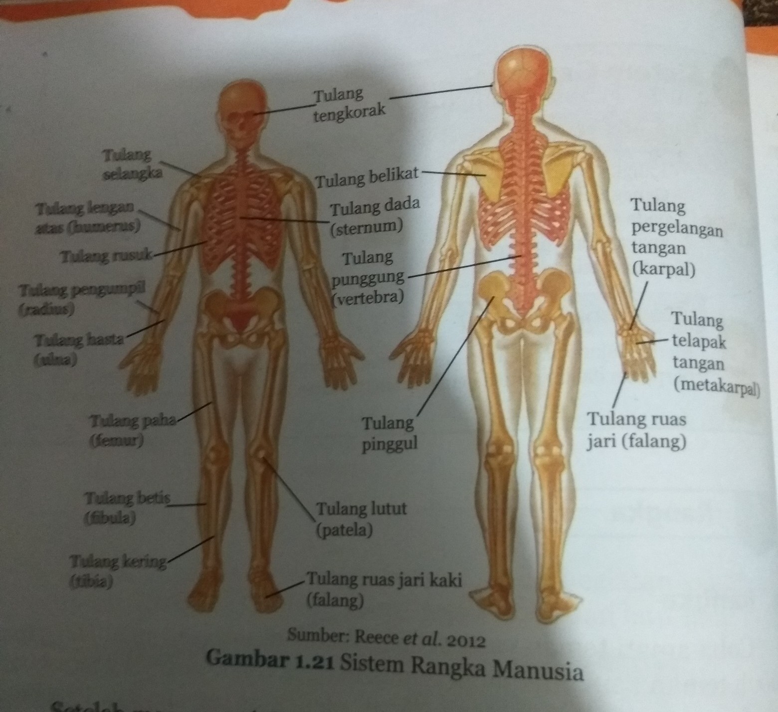 Detail Gambar Rangka Manusia Lengkap Nomer 46