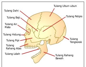 Detail Gambar Rangka Manusia Lengkap Nomer 52