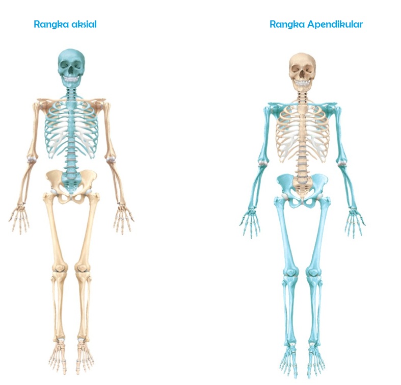 Detail Gambar Rangka Manusia Ular Nomer 13