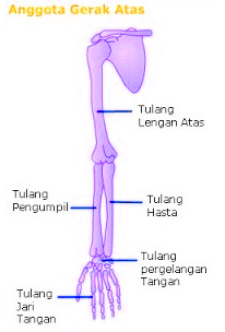 Detail Gambar Rangka Tangan Manusia Nomer 16