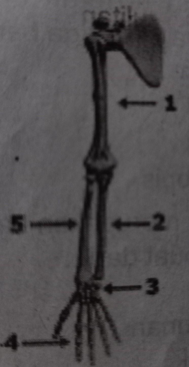 Detail Gambar Rangka Tangan Manusia Nomer 18