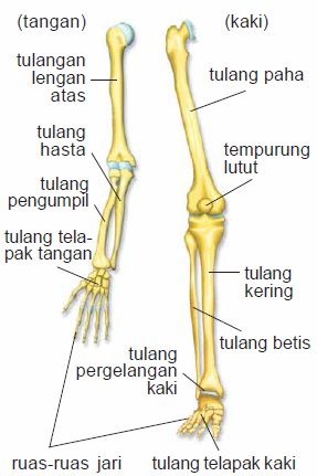 Detail Gambar Rangka Tangan Manusia Nomer 27