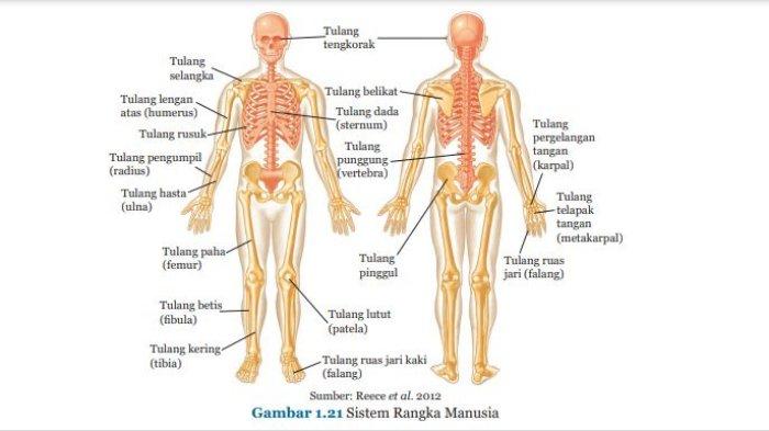 Detail Gambar Rangka Tangan Manusia Nomer 39