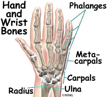 Detail Gambar Rangka Tangan Manusia Nomer 43