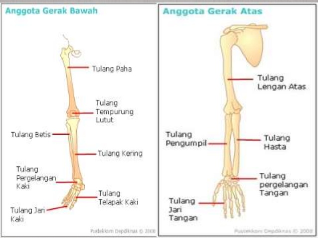 Detail Gambar Rangka Tangan Manusia Nomer 47