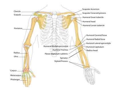 Detail Gambar Rangka Tangan Manusia Nomer 50