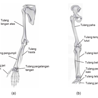 Detail Gambar Rangka Tangan Manusia Nomer 8