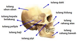 Detail Gambar Rangka Tengkorak Manusia Nomer 21