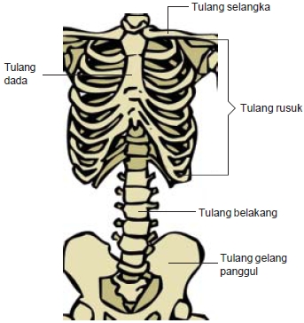 Detail Gambar Rangka Tengkorak Manusia Nomer 36