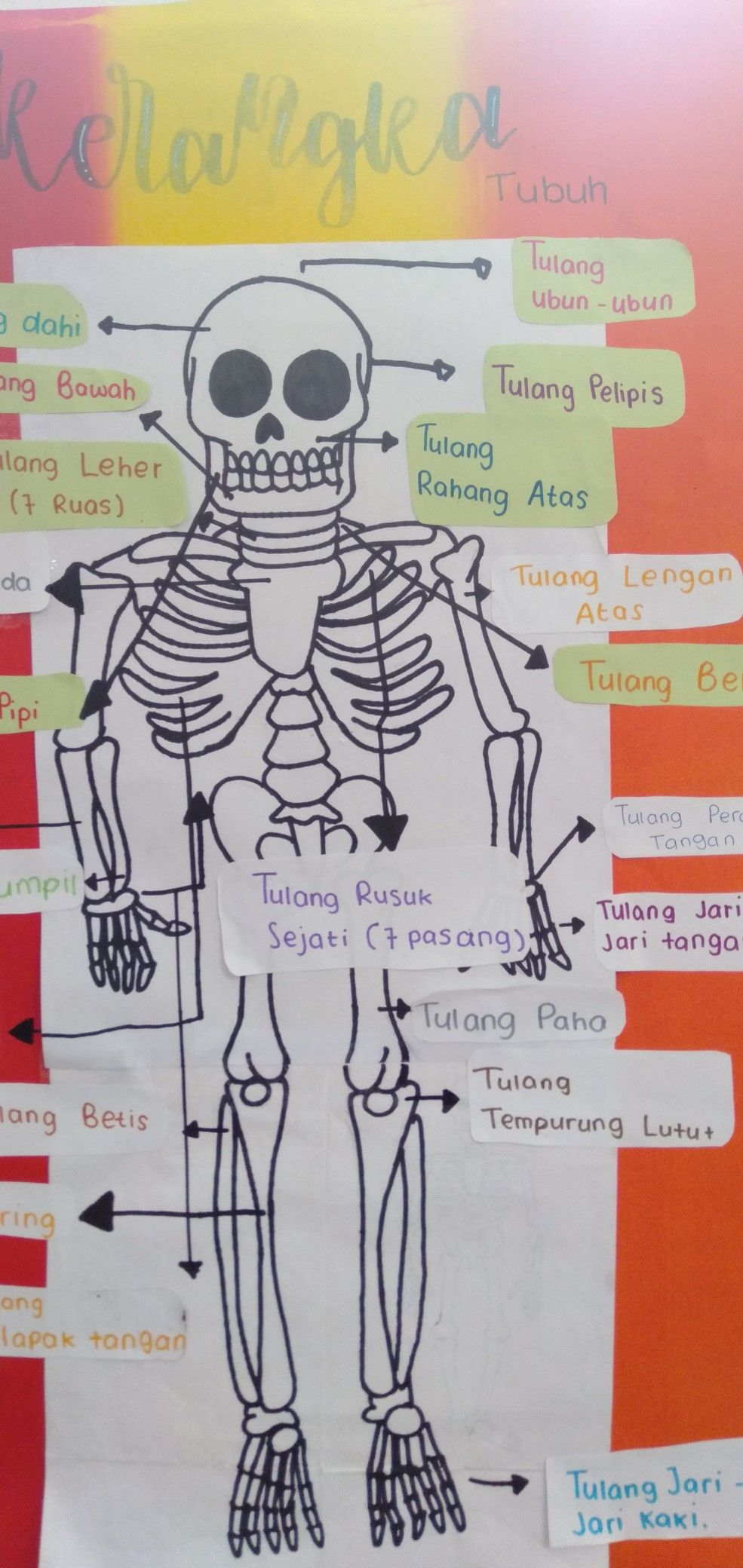 Detail Gambar Rangka Tengkorak Manusia Nomer 40