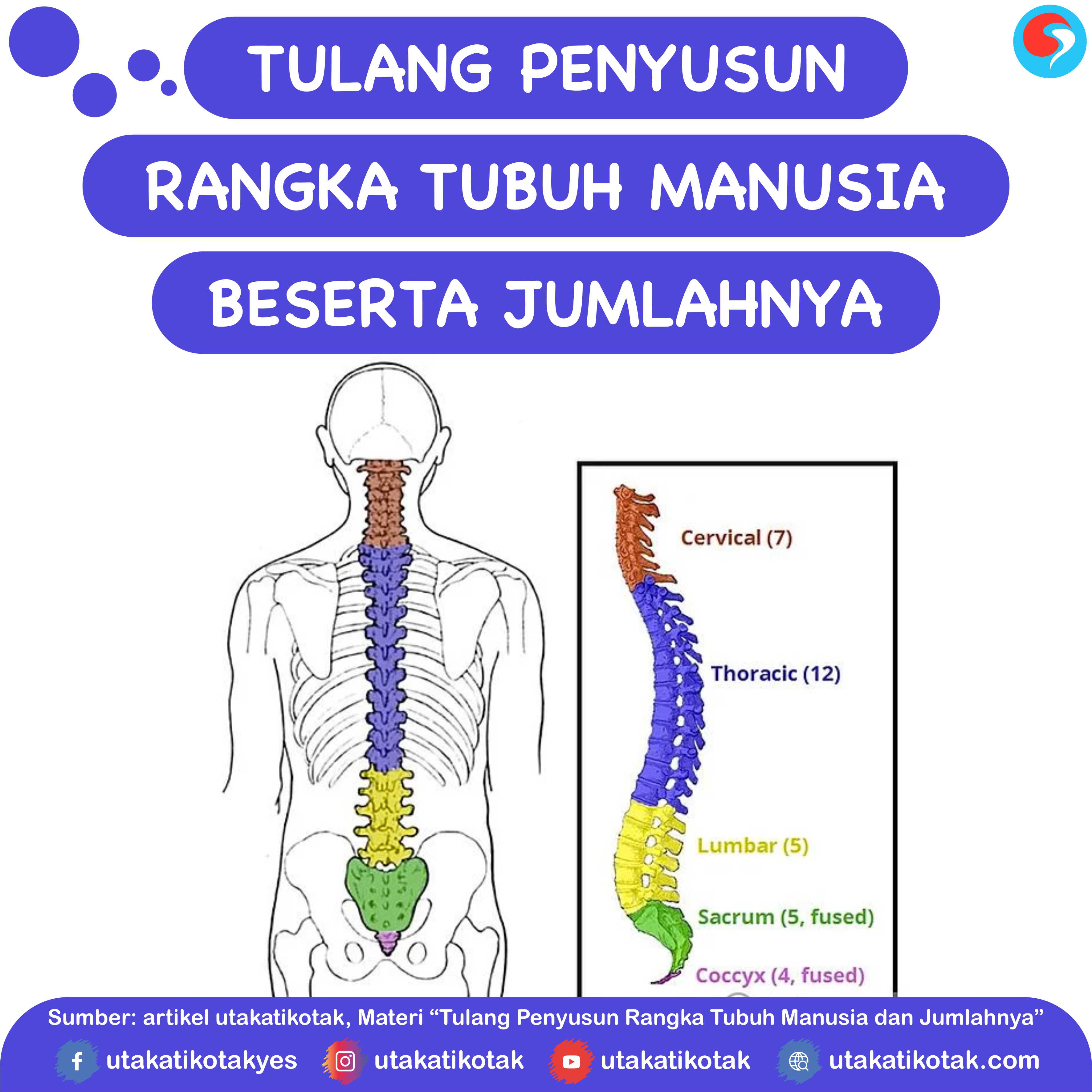 Detail Gambar Rangka Tengkorak Manusia Nomer 43